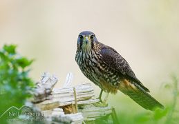 New Zealand falcon