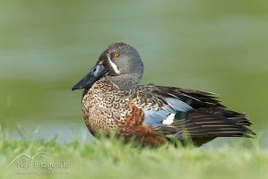 Australasian shoveler