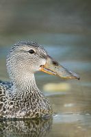 Australasian shoveler