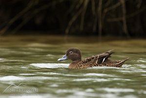 Brown teal