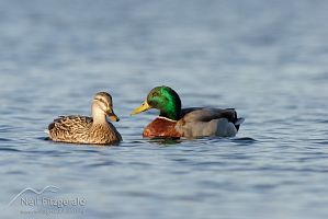 Mallard