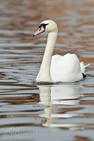 Mute swan