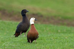 Paradise shelduck