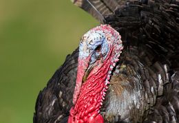 Wild turkey