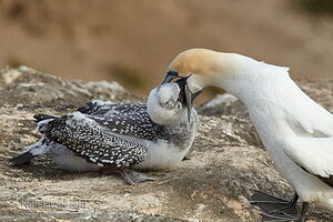 Australasian gannet