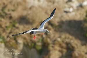 Red-footed booby