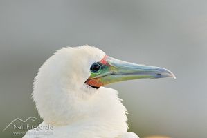 Red-footed booby