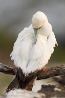 Red-footed booby