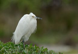 Little egret