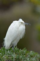 Little egret