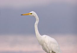 White heron