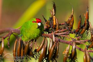 Red-crowned parakeet