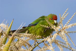 Red-crowned parakeet