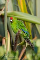 Red-crowned parakeet