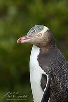 Hoiho / yellow-eyed penguin