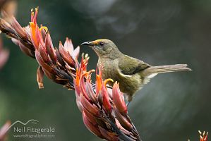 Female bellbird