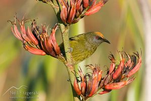 Male bellbird