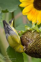 Greenfinch