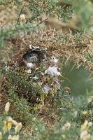 Grey warbler at nest