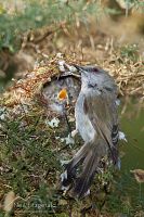 Grey warbler at nest