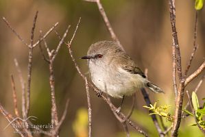 Grey warbler