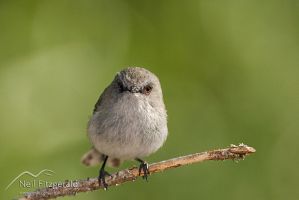 Grey warbler