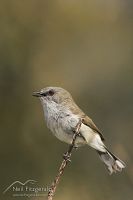 Grey warbler