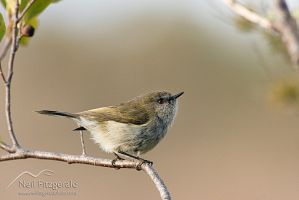 Grey warbler