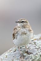 New Zealand pipit