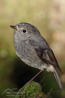 North Island robin