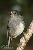 North Island robin