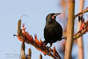 North Island saddleback