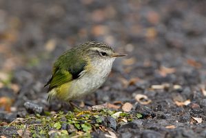 North Island rifleman