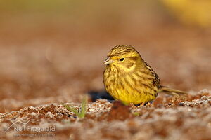 Yellowhammer