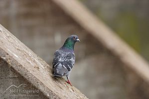 Rock pigeon