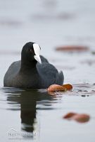 Australian Coot