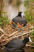 Australian coot with chicks