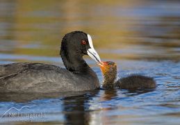 Australian coot