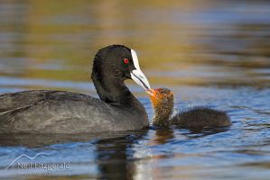 Australian coot