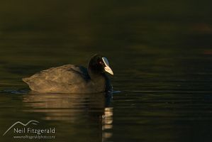 Australian coot