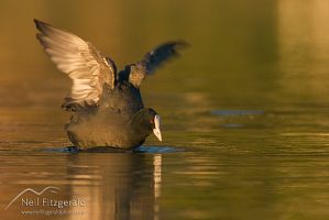 Australian coot