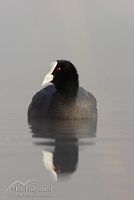 Australian Coot