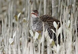 Banded rail