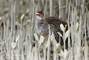 Banded rail