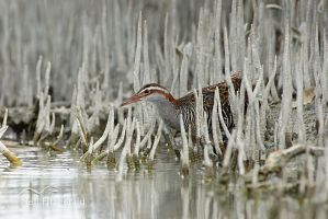 Banded rail