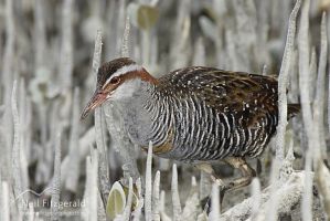 Banded rail