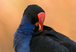 Pukeko