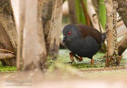 Spotless crake