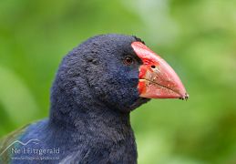 South Island takahe