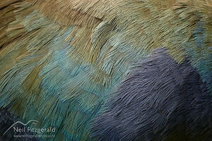 South Island takahē plumage